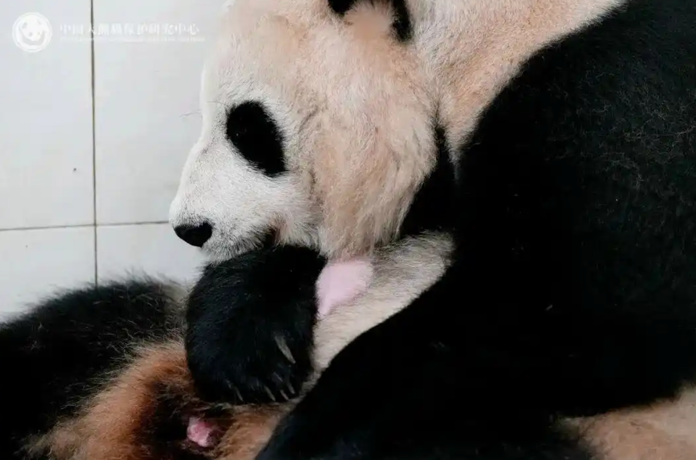 人故意吃虫子让火锅店赔